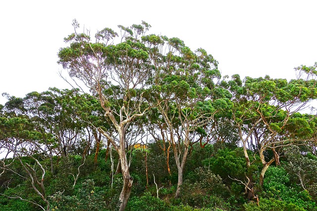 Eucalyptus trees in Australia